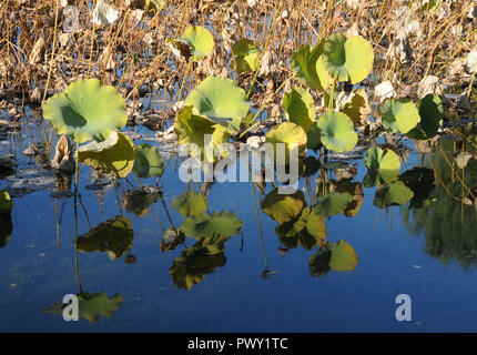 Beijing, Beijing, China. 18th Oct, 2018. Beijing, CHINA-Autumn scenery of Summer Palace in Beijing, China. Credit: SIPA Asia/ZUMA Wire/Alamy Live News Stock Photo