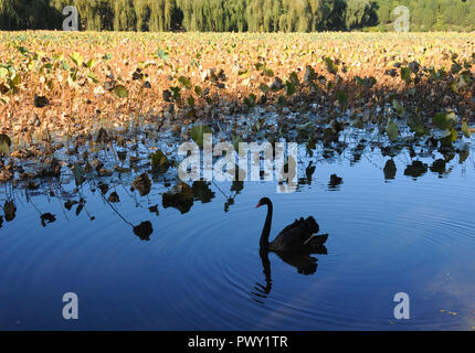 Beijing, Beijing, China. 18th Oct, 2018. Beijing, CHINA-Autumn scenery of Summer Palace in Beijing, China. Credit: SIPA Asia/ZUMA Wire/Alamy Live News Stock Photo