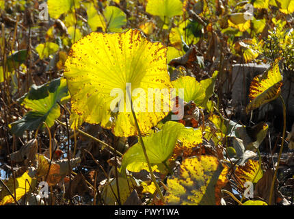 Beijing, Beijing, China. 18th Oct, 2018. Beijing, CHINA-Autumn scenery of Summer Palace in Beijing, China. Credit: SIPA Asia/ZUMA Wire/Alamy Live News Stock Photo