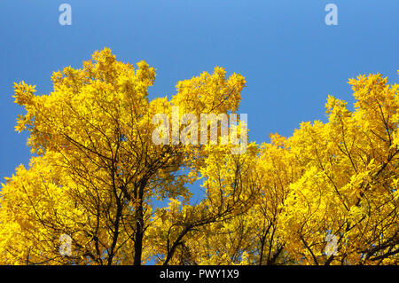 Beijing, Beijing, China. 18th Oct, 2018. Beijing, CHINA-Autumn scenery of Summer Palace in Beijing, China. Credit: SIPA Asia/ZUMA Wire/Alamy Live News Stock Photo