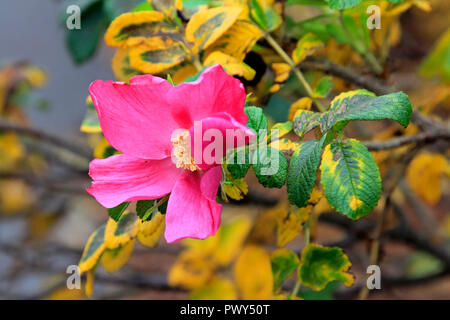 Helsinki, Finland - October 18, 2018. Rosa rugosa blossoming in October. Some plants are fooled into flowering in a second spring due to unseasonably warm October in Helsinki, Finland. Credit: Taina Sohlman/ Alamy Live News Stock Photo