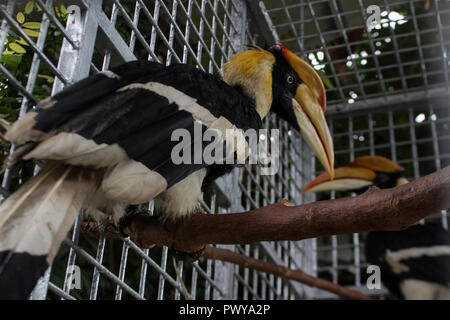 Lhokseumawe, Aceh, Indonesia. 18th Oct, 2018. Two Hornbills seen still being treated by the Indonesian Natural Resources Conservation Agency (BKSDA), before being release to the wild again.The Acehnese handed over 3 protected birds to the Indonesian BKSDA officers, namely two Hornbills and one Aceros Undulatus which was considered almost extinct due to the irresponsible hunting of humans. Credit: Maskur Has/SOPA Images/ZUMA Wire/Alamy Live News Stock Photo
