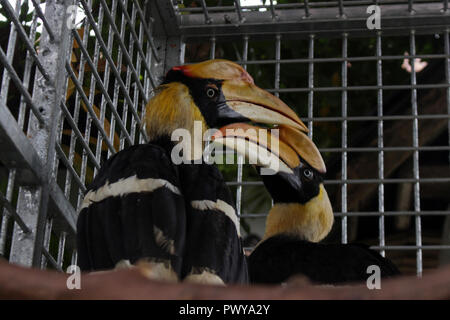 Lhokseumawe, Aceh, Indonesia. 18th Oct, 2018. Two Hornbills seen still being treated by the Indonesian Natural Resources Conservation Agency (BKSDA), before being release to the wild again.The Acehnese handed over 3 protected birds to the Indonesian BKSDA officers, namely two Hornbills and one Aceros Undulatus which was considered almost extinct due to the irresponsible hunting of humans. Credit: Maskur Has/SOPA Images/ZUMA Wire/Alamy Live News Stock Photo