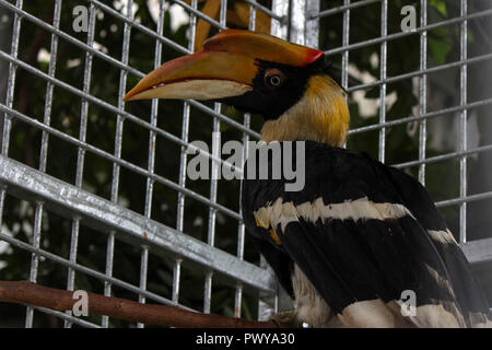 Lhokseumawe, Aceh, Indonesia. 18th Oct, 2018. An Hornbills seen still being treated by the Indonesian Natural Resources Conservation Agency (BKSDA), before being release to the wild again.The Acehnese handed over 3 protected birds to the Indonesian BKSDA officers, namely two Hornbills and one Aceros Undulatus which was considered almost extinct due to the irresponsible hunting of humans. Credit: Maskur Has/SOPA Images/ZUMA Wire/Alamy Live News Stock Photo