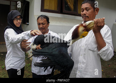 Lhokseumawe, Aceh, Indonesia. 18th Oct, 2018. An Aceros Undulatus seen being treated by the Indonesian Natural Resources Conservation Agency (BKSDA) officers, before being release to the wild again.The Acehnese handed over 3 protected birds to the Indonesian BKSDA officers, namely two Hornbills and one Aceros Undulatus which was considered almost extinct due to the irresponsible hunting of humans. Credit: Maskur Has/SOPA Images/ZUMA Wire/Alamy Live News Stock Photo
