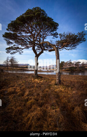 Pine trees by the side of a Loch in Scotland Stock Photo