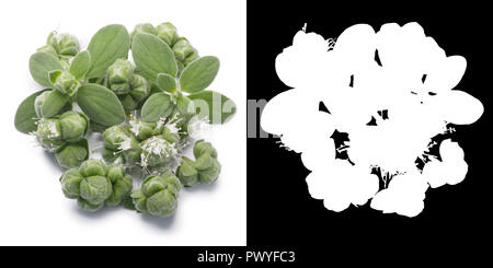 Fresh Marjoram (Origanum majorana), leaves, flowers and buds, top view. Clipping paths, shadows separated Stock Photo