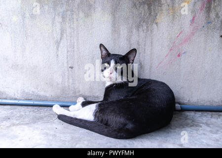 portrait stray black cat lying on grunge cement wall
