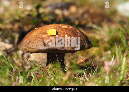Birch bolete mushroom (Leccinum scabrum) with birch leaf on top. Tipperary, Ireland Stock Photo