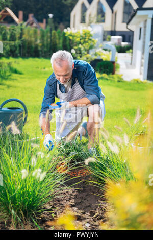 Bearded mature man wearing striped apron working in his garden bed Stock Photo