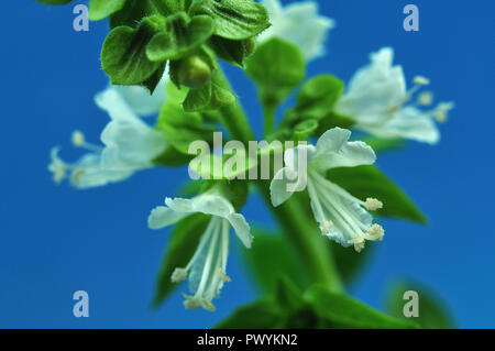 macrophotography of a basil twig with white blossoms in front of blue background Stock Photo