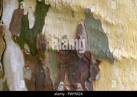 multi colored platanus or sycamores bark tree background, peeled old plane tree trunk Stock Photo