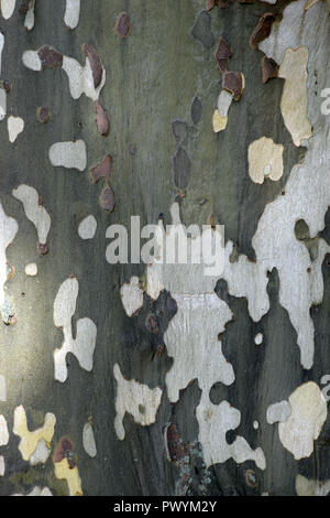 camouflage pattern of plane tree, multi colored platanus or sycamores bark tree background Stock Photo