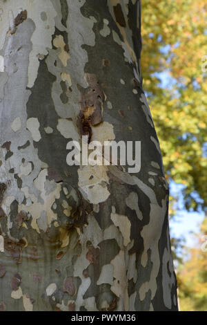 colorful bark of planes with autumnal colored foliage, multi colored platanus or sycamores bark tree background Stock Photo