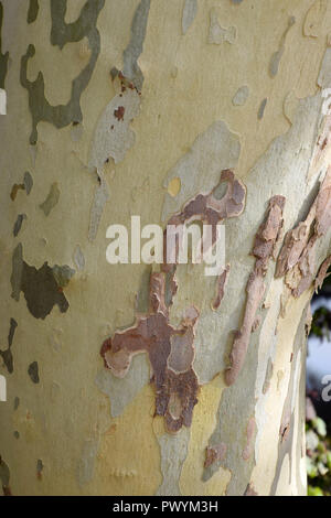 big plane tree trunk in october, multi colored platanus or sycamores bark tree background Stock Photo