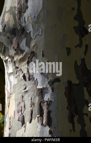 Sycomore Tree Germany Crown of a sycamore tree in autumn sunshine Stock Photo - Alamy