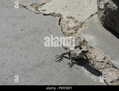 Georgian Lizard on Stone taking a Sun Bath in Summer Stock Photo