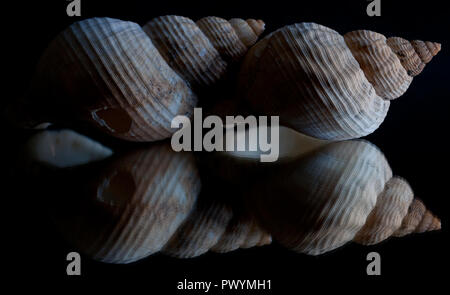 High contrast image and reflection of a seashell with black background Stock Photo