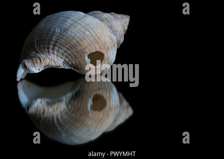 High contrast image and reflection of a seashell with space for text Stock Photo