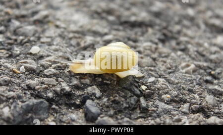 Snail on the road Stock Photo