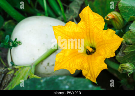 Yellow pumpkin flower and white pumpkin together on the farm. Stock Photo