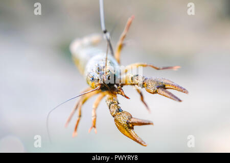 Closeup of a rubber lobster fishing lure on pink background Stock Photo -  Alamy