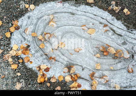 Frozen puddle with fallen autumn leaves Stock Photo