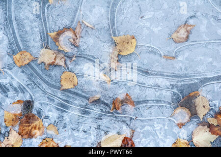 Frozen puddle with fallen autumn leaves Stock Photo