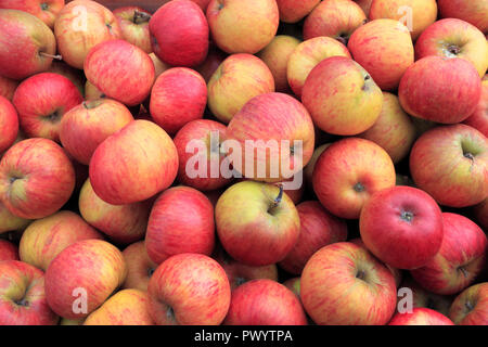 Apple 'Perfection', apples, malus domestica, farm shop, display, named variety Stock Photo