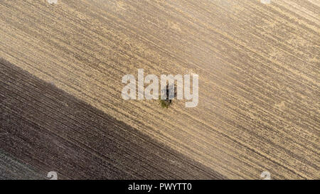 lonely tree on the arable land, pastel autumn colors Stock Photo