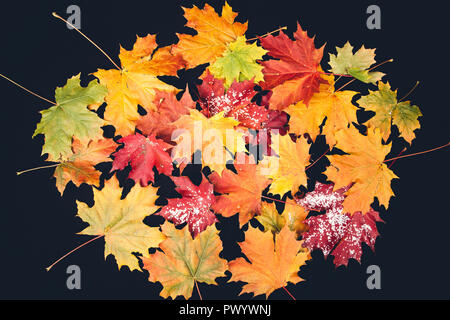 yellow autumn leaves on the dark background Stock Photo