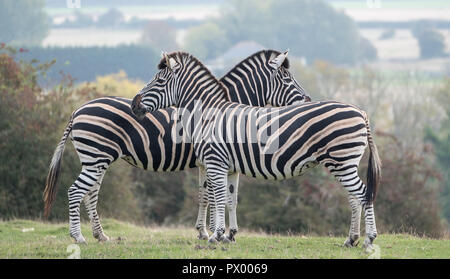 Two zebras facing in opposite directions. Photographed at Port Lympne Safari Park, Ashford Kent UK.