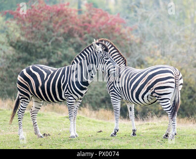 Two zebras facing in opposite directions. Photographed at Port Lympne Safari Park, Ashford Kent UK.