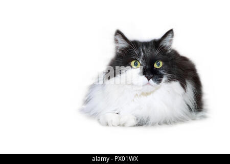 White and black fuzzy cat isolated on white background, copy space