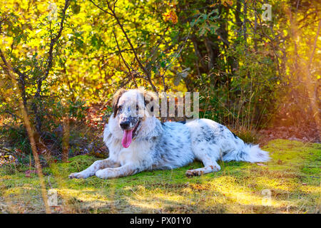 white and black large breed dog with red tongue in the grass Stock Photo