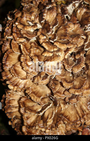 Grifola frondosa, Hen of the Woods Stock Photo