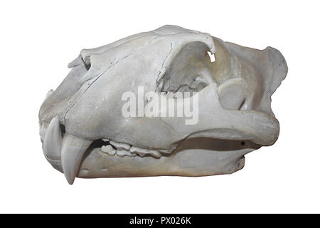 The bones of the tiger ( Panthera tigris (L.)) skeleton. a. Most
