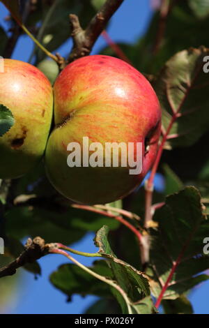 Bramley Apples (Malus domestica) 'Bramley's Seedling', on a tree branch in afternoon sun, autumn harvest British apple used for cooking, UK Stock Photo