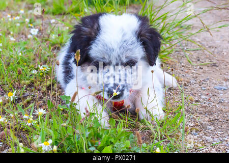 Cute white and black bulgarian sheep dog puppy looking at the flower Stock Photo