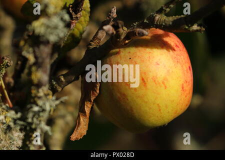 Cox’s Orange Pippin Apple on a tree branch with dead leaf in afternoon sun at end of autumn harvest, cottage garden apples, North Devon, England, UK Stock Photo