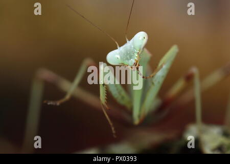 Praying mantis Giant Asian Mantis Hierodula membranacea macro close up