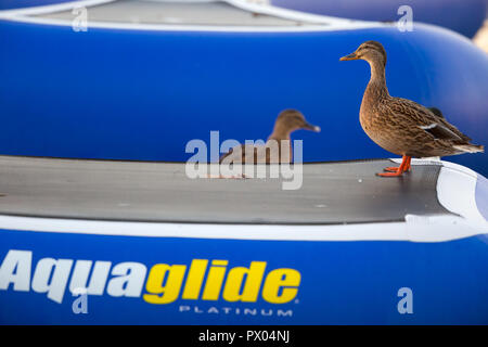 Landscape close up: female mallard duck (Anas platyrhynchos) standing on outdoor 'Aquaglide' inflatable aquapark equipment checking it out in evening. Stock Photo