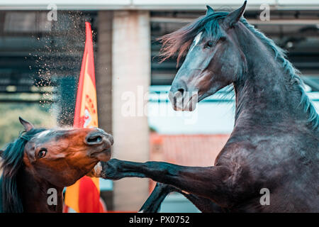 Wild horses fighting fiercely in a national wildlife fair. Details and focus on feet, crash, dust, dirt and motion blur. Sunny day, show business. Stock Photo