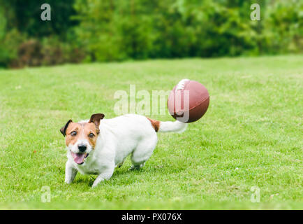Amusing dog running to catch american football ball at back yard green grass lawn Stock Photo