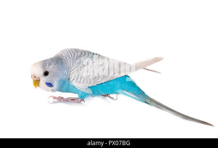 young Budgerigar in front of white background Stock Photo
