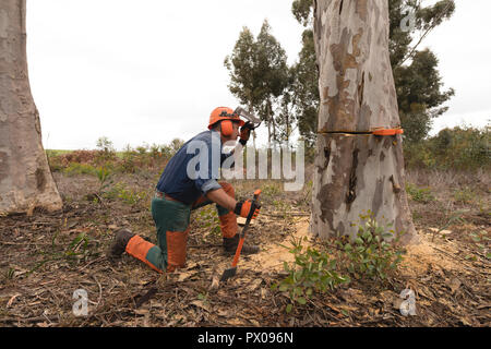 Lumberjack working in forest Stock Photo