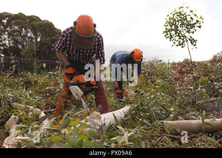Two lumberjacks with chainsaw cutting dead tree Stock Photo