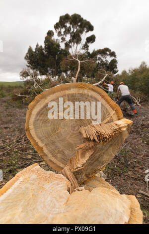 Cut tree trunk in the forest Stock Photo