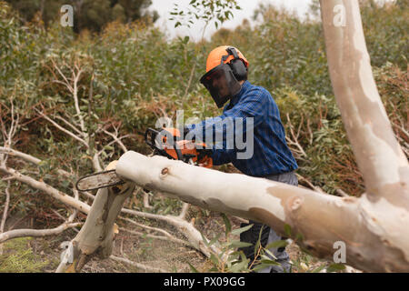 Lumberjack cutting fallen tree in the forest Stock Photo
