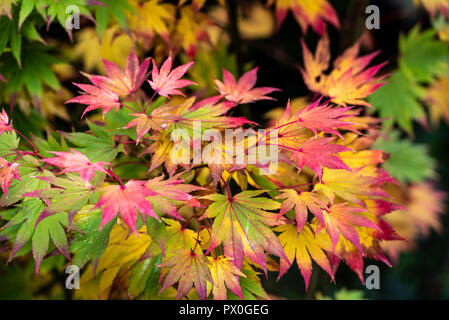 Acer Shirasawanum, japonicum.Colourful autumn leaves. Fall color. Stock Photo